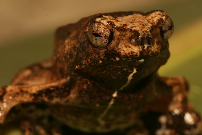 Engystomops petersi 2 - Peters' dwarf frog (Engystomops petersi).jpg