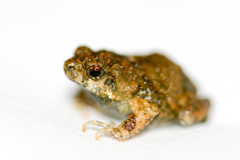 Tungara frog (Physalaemus pustulosus) - túngara frog (Engystomops pustulosus).jpg