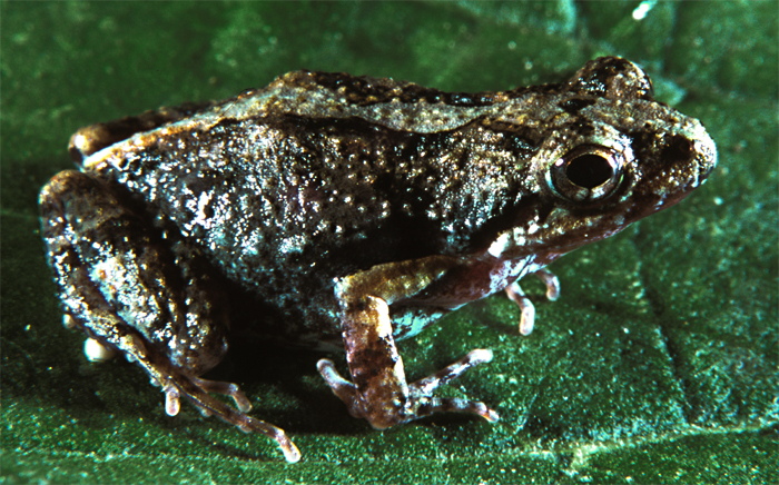 Engystomops montubio - Manabi dwarf frog (Engystomops montubio).jpg