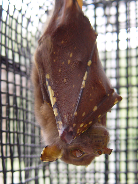 Nyctimene robinsoni - Eastern Tube-nosed Bat, Queensland Tube-nosed fruit Bat.jpg