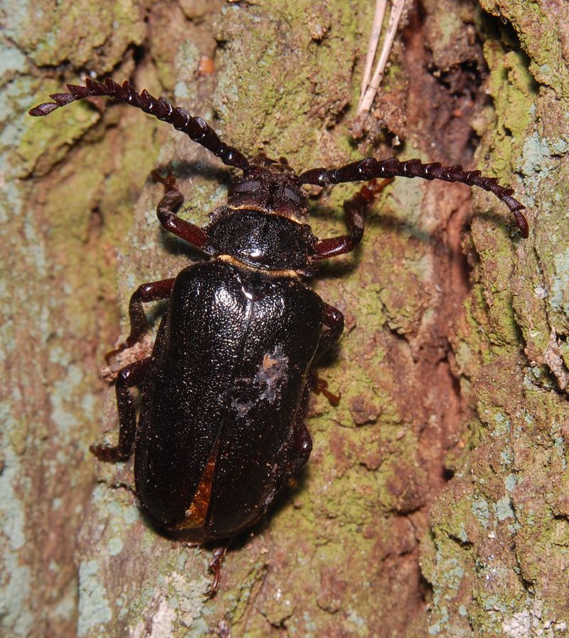 Prionus coriarius 080725 - Prionus insularis (Saw longhorn beetle).jpg