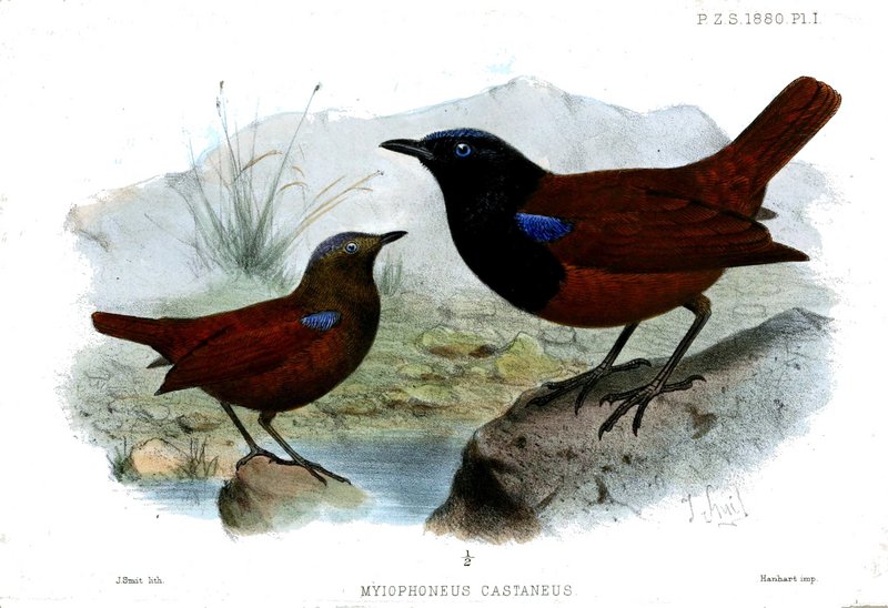 MyiophoneusCastaneusSmit - Brown-winged whistling thrush (Myophonus castaneus.jpg