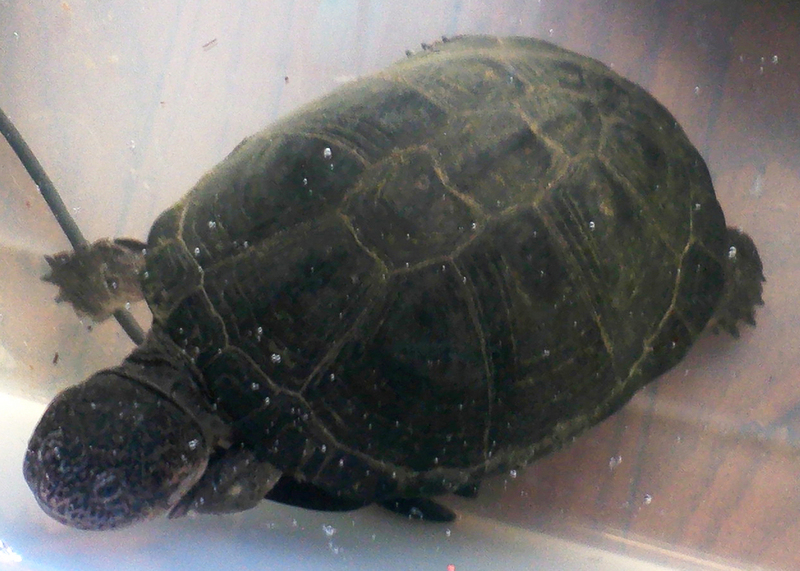 Pelusios castaneus002 - West African mud turtle (Pelusios castaneus).jpg