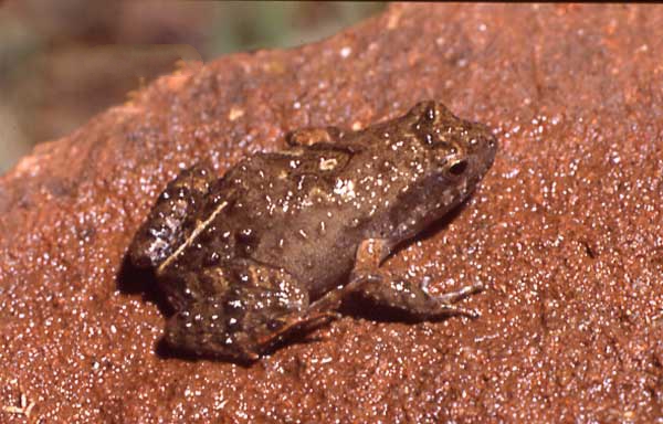Physalaemus riograndensis02 - Rio Grande dwarf frog (Physalaemus riograndensis).jpg