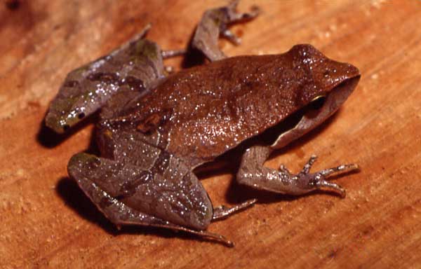 Physalaemus lisei - Braun's dwarf frog (Physalaemus lisei).jpg