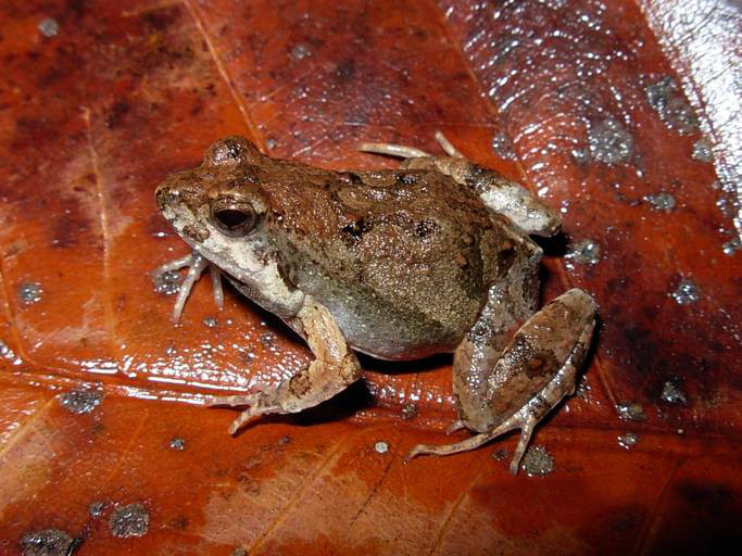 Physalaemus fischeri - Heatwole's dwarf frog (Physalaemus fischeri).jpg