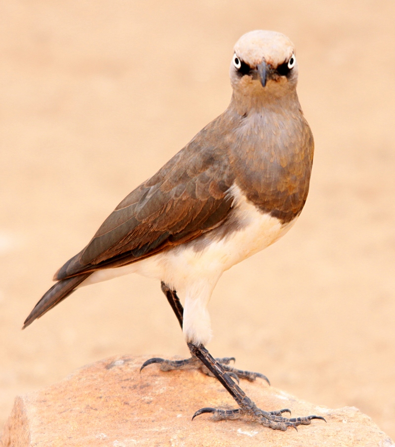 Flickr - don macauley - Bird 014 - Fischer's starling (Lamprotornis fischeri).jpg