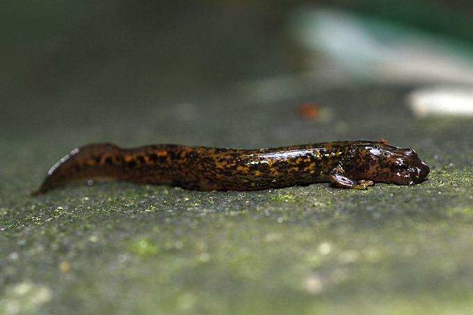 Onychodactylus fischeri01 - Fischer's clawed salamander, Onychodactylus fischeri.jpeg