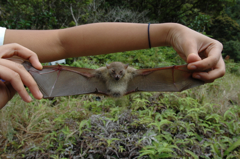 Haplonycteris fischeri - Fischer's pygmy fruit bat, Philippine pygmy fruit bat (Haplonycteris fischeri).jpg