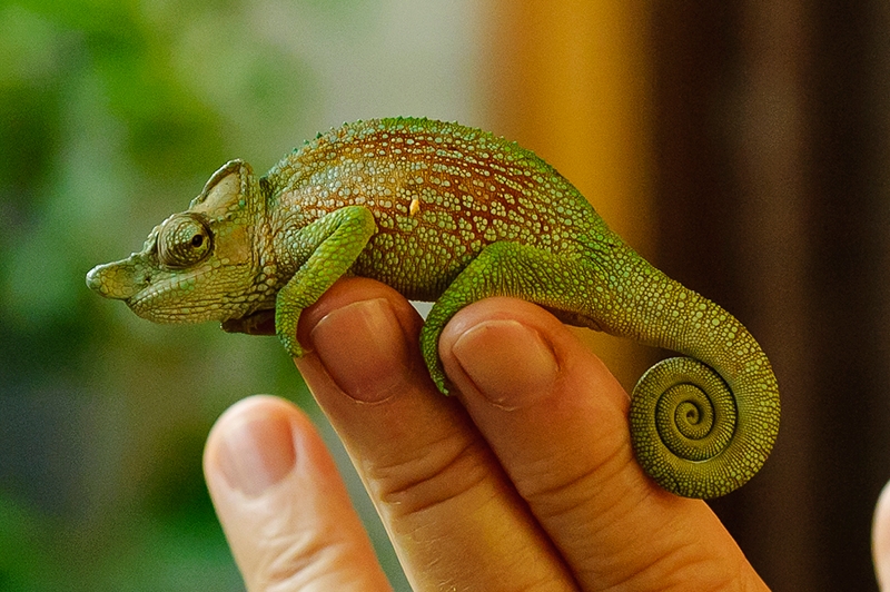 Kinyongia xenorhina, male - strange-nosed chameleon (Kinyongia xenorhina).png