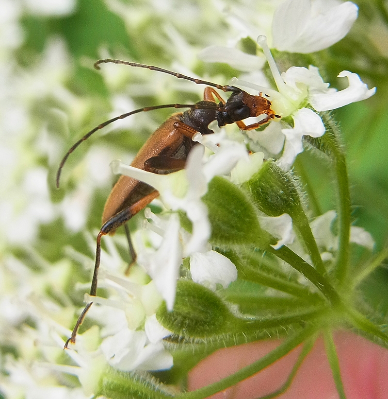 Pidonia lurida side - Pidonia lurida (flower longhorn beetle).jpg