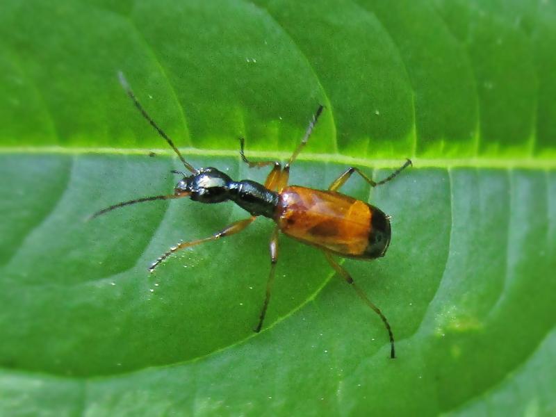 Odacantha melanura (Carabidae sp.), Arnhem, the Netherlands.jpg
