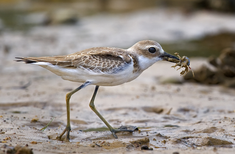 Greater Sand Plover - greater sand plover (Charadrius leschenaultii).jpg