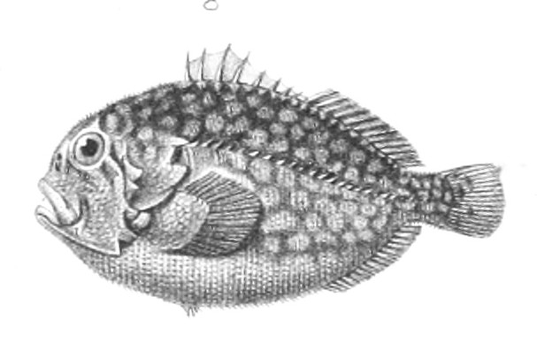 Caracanthus madagascariensis - Spotted croucher (Caracanthus madagascariensis).jpg