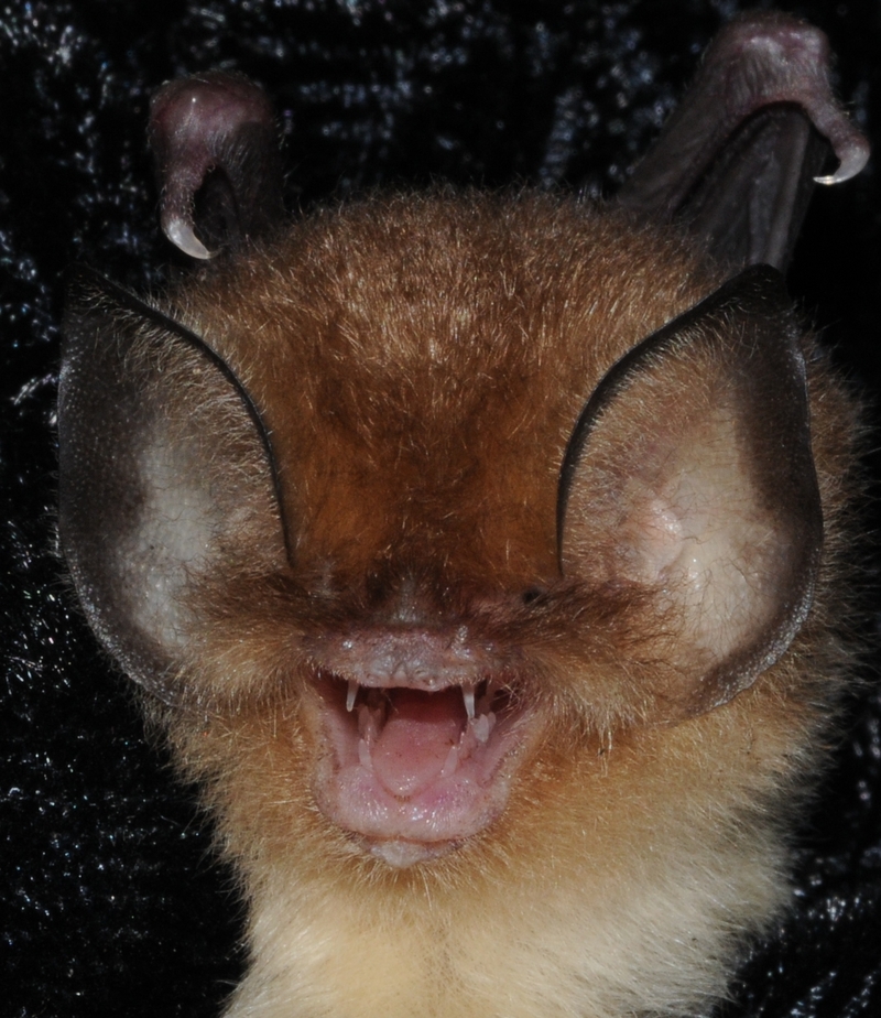 Chilonatalus micropus - Cuban Lesser Funnel-eared Bat (Chilonatalus micropus).png
