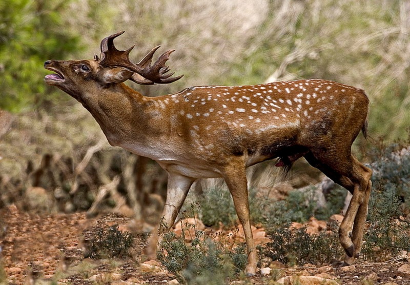 Persian Fallow Deer 1 - Persian fallow deer (Dama dama mesopotamica).jpg