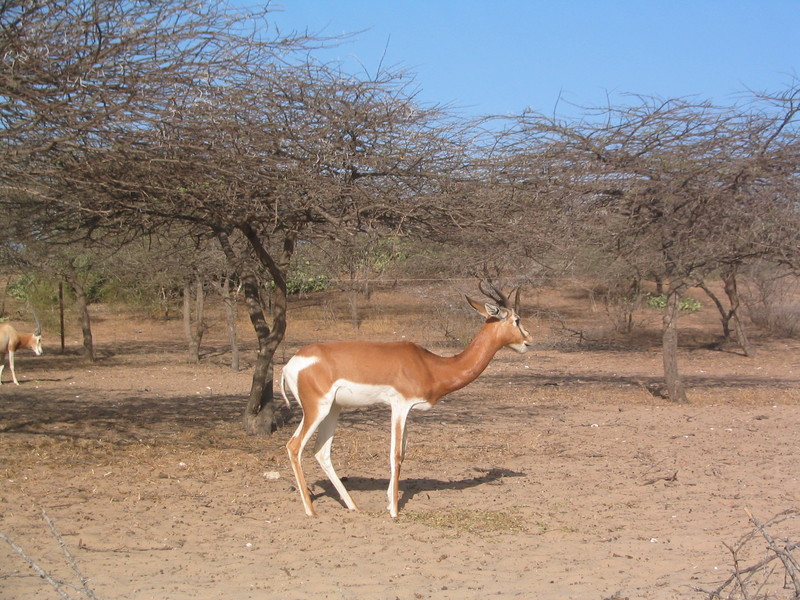 Gazella Dama - dama gazelle, addra gazelle, mhorr gazelle (Nanger dama).JPG