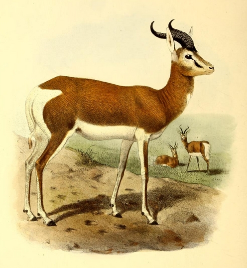 The book of antelopes (1894) Gazella mhorr - Nanger dama mhorr (mhorr gazelle).png