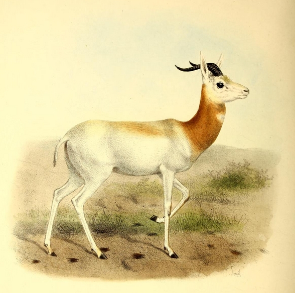 The book of antelopes (1894) Gazella ruficollis - Nanger dama ruficollis (addra gazelle).png