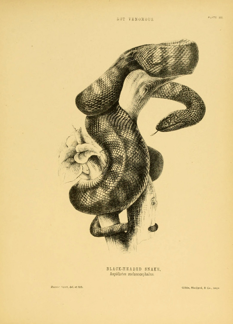 Black-headed snake by Harriet Scott - black-headed snake (Tantilla melanocephala).jpg