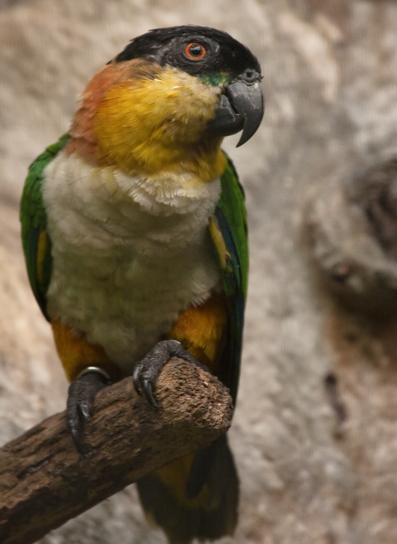 Pionites melanocephalus -Jurong Bird Park-8a - black-headed parrot (Pionites melanocephalus).jpg