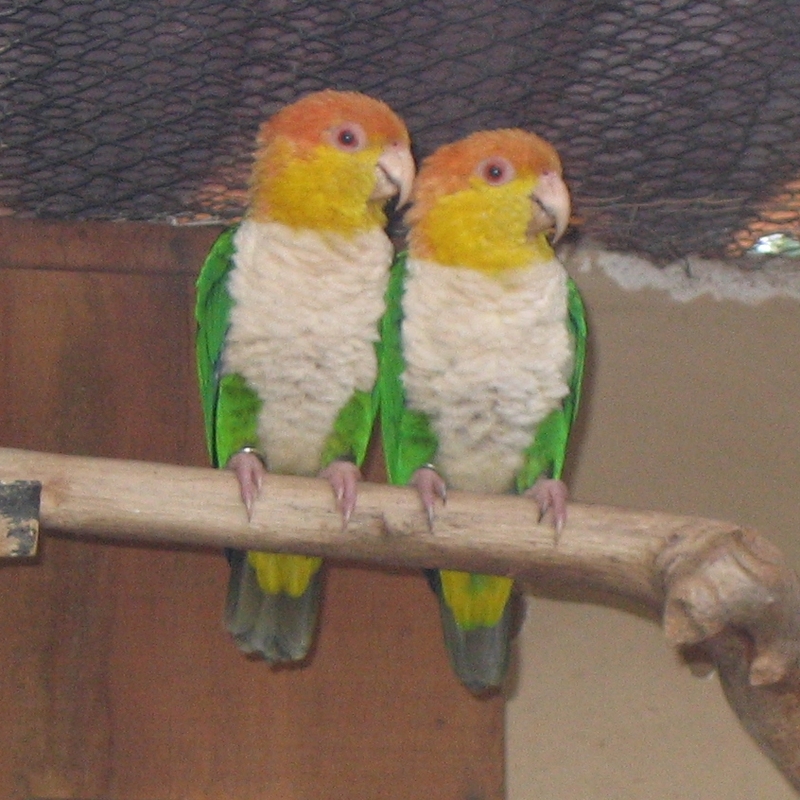 Pionites leucogaster -Parque de las Aves -Foz de Iguazu-6a-4c - Green-thighed parrot (Pionites leucogaster).jpg