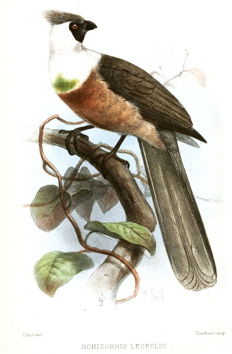 SchizorhisLeopoldiSmit - Bare-faced go-away-bird (Corythaixoides personatus leopoldi).jpg