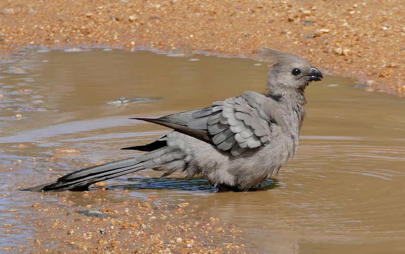 Grey Go-away-bird (Corythaixoides concolor) taking a dip (16482900972), crop.jpg