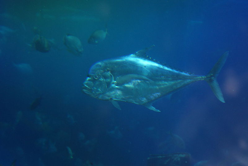 Alectis indica DubaiMall - Indian threadfish (Alectis indica).jpg