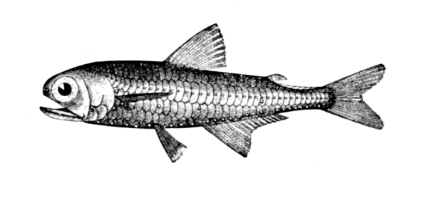Myctophum affine - Metallic lanternfish (Myctophum affine), lantern fish.jpg