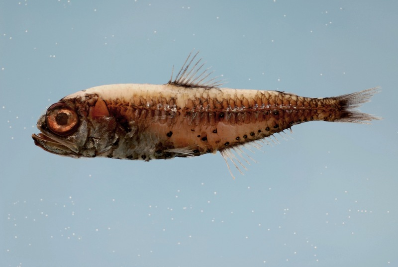 Bluntsnout lanternfish ( Myctophum obtusirostre ).jpg
