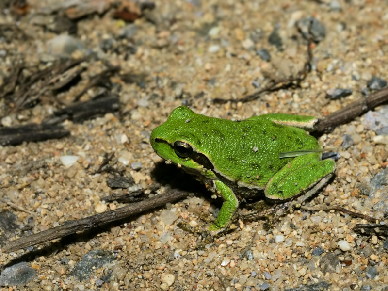 Hyla sarda (spotted) - Sardinian tree frog, Tyrrhenian tree frog (Hyla sarda).jpg