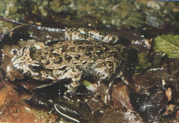 Discoglossus sardus - Tyrrhenian painted frog (Discoglossus sardus).jpg