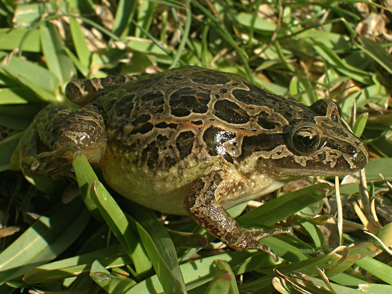 Discoglossus galganoi rechts - Iberian painted frog (Discoglossus galganoi).jpg
