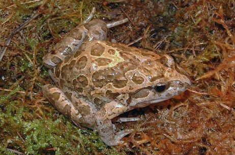 Discoglossus pictus - Mediterranean painted frog (Discoglossus pictus).jpg