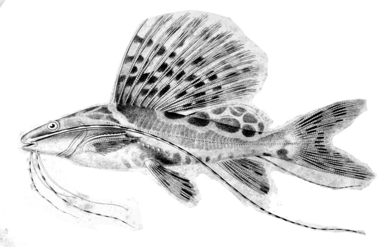Leiarius pictus - Sailfin pim catfish (Leiarius pictus).jpg