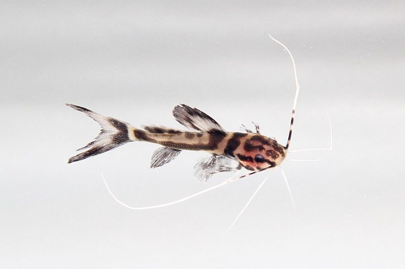 Leiarius marmoratus (juv) - Marbled pim catfish (Leiarius marmoratus).jpg