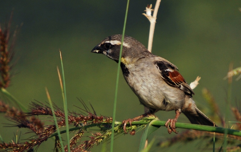 Passer moabiticus - Dead Sea sparrow (Passer moabiticus).jpg