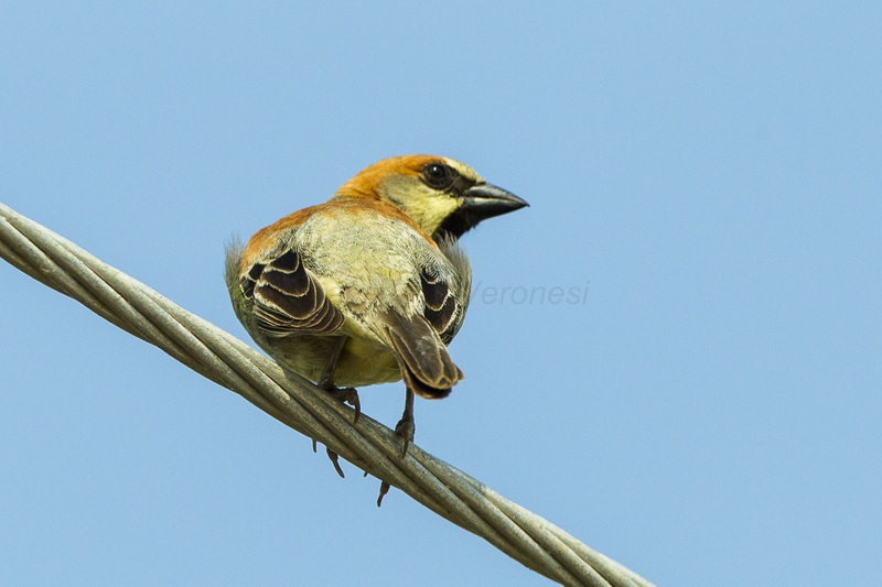 Plain-backed Sparrow - Thailand S4E6685 (22638588530) - olive-backed sparrow, pegu sparrow (Passer flaveolus).jpg