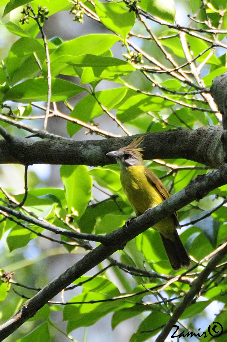 White-throated Bulbul (Alophoixus flaveolus) in tree, from front.jpg