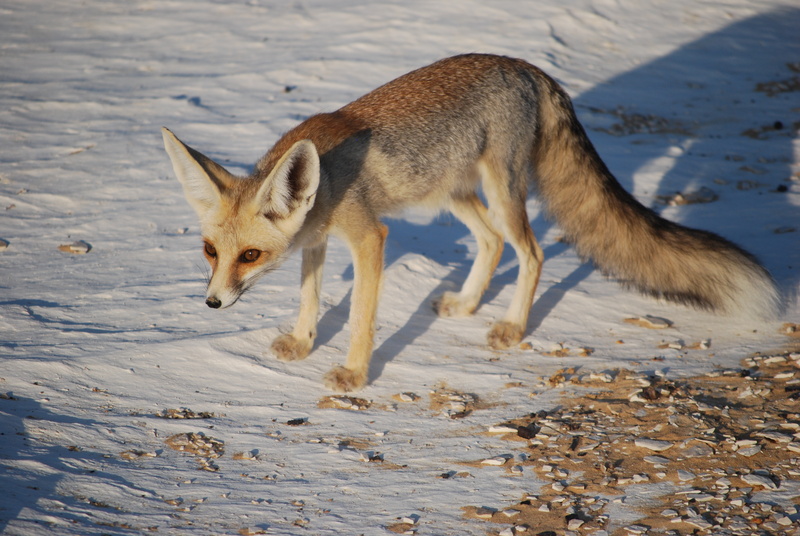 Rüppell's fox - Rüppell's fox, Rueppell's fox (Vulpes rueppellii).jpg