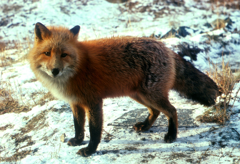 Vulpes vulpes standing in snow - American red fox (Vulpes vulpes fulvus).jpg