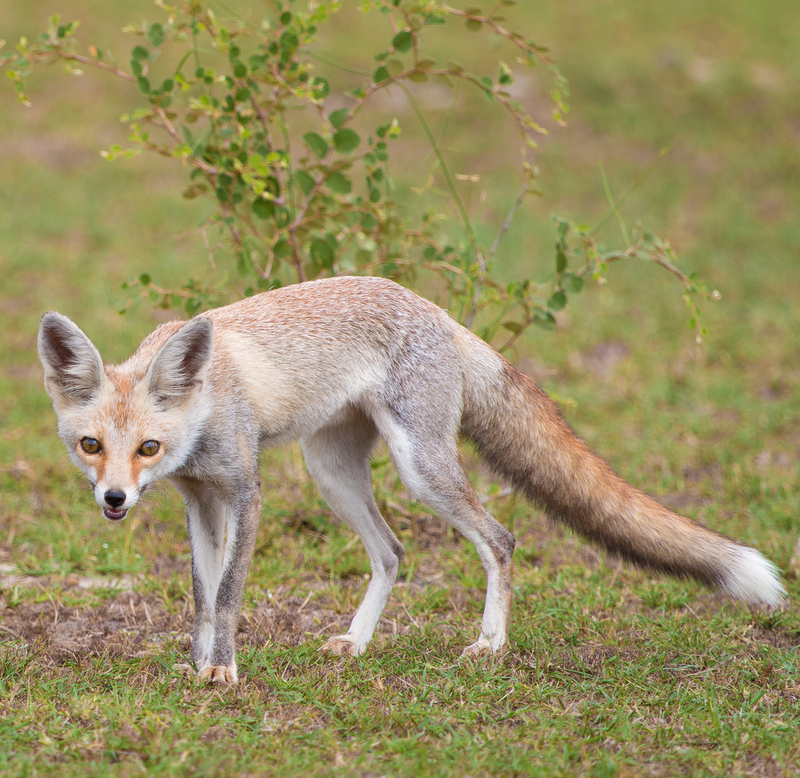 White Footed Fox - desert fox (Vulpes vulpes pusilla).jpg