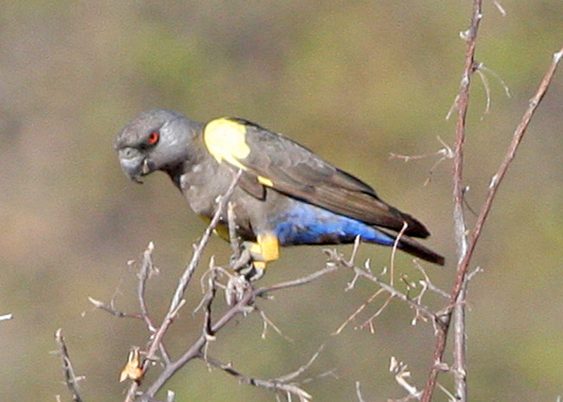 Poicephalus rueppellii -Hobatere Lodge, Kamanjab, Namibia-8 - Rüppell's parrot, Rueppell's parrot (Poicephalus rueppellii).jpg