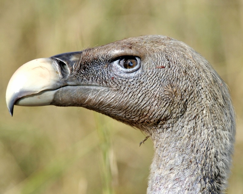 Rüppell's vulture (Masai Mara, Kenya) - Lip Kee (2) - Rüppell's vulture, Rüppell's griffon vulture (Gyps rueppelli).jpg