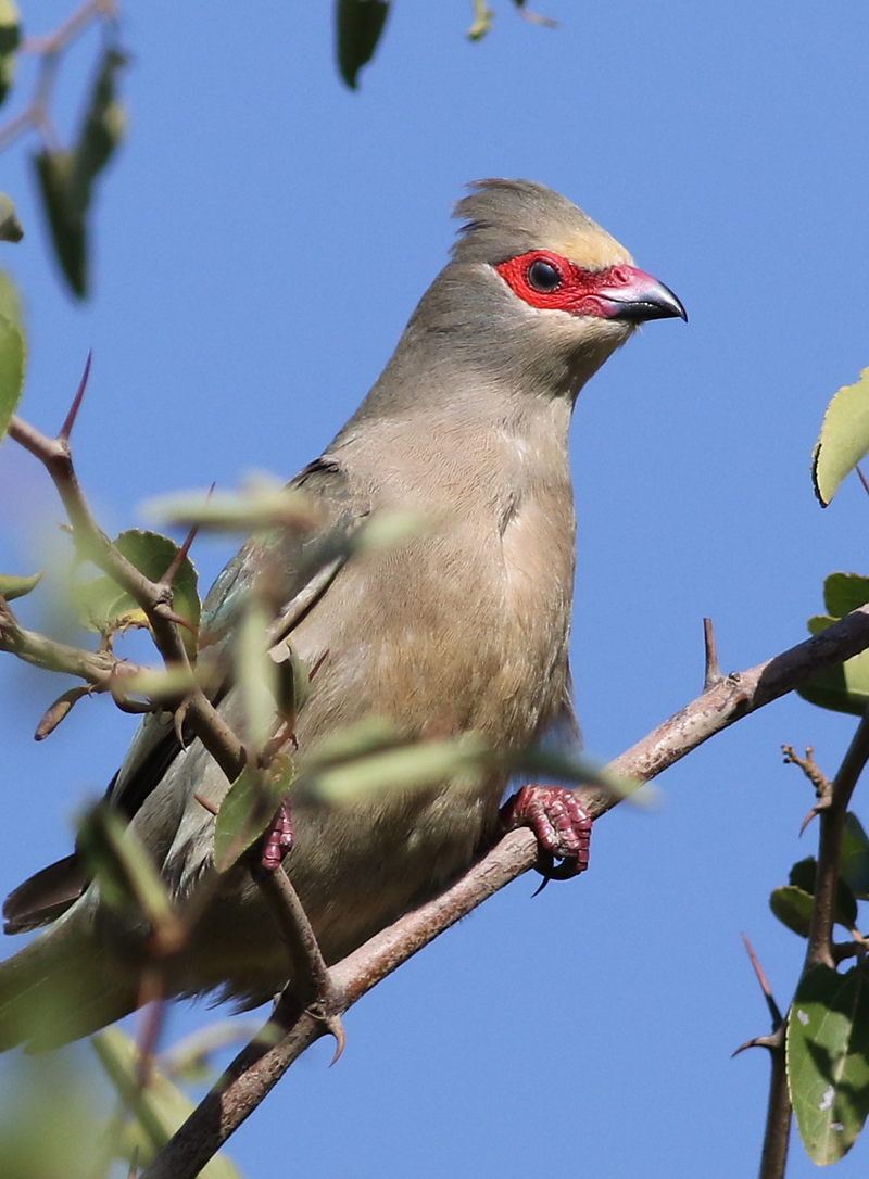 Red-faced mousebird, Urocolius indicus, at Pilanesberg National Park, Northwest Province, South Africa (28386317850).jpg