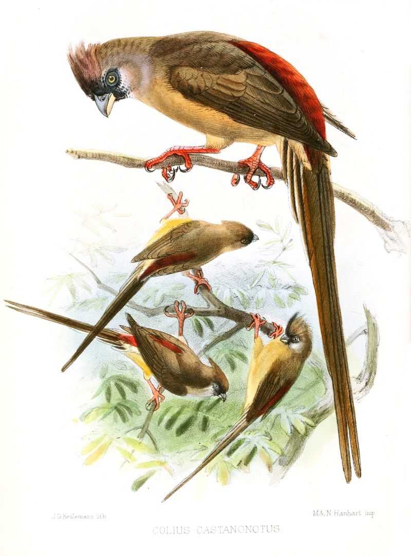 ColiusCastanonotusKeulemans - Red-backed mousebird (Colius castanotus).jpg