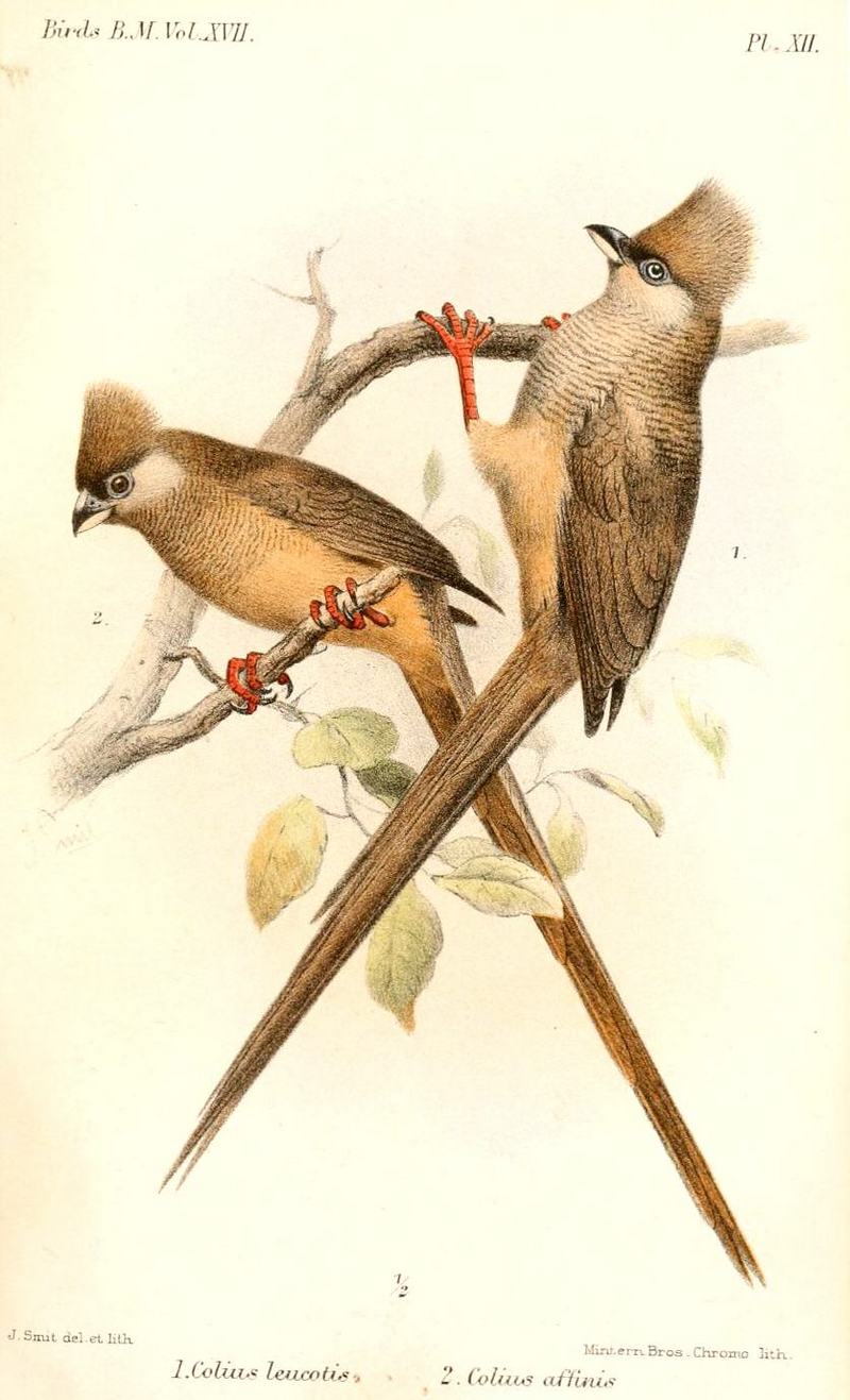 ColiusSmit - speckled mousebird (Colius striatus).jpg