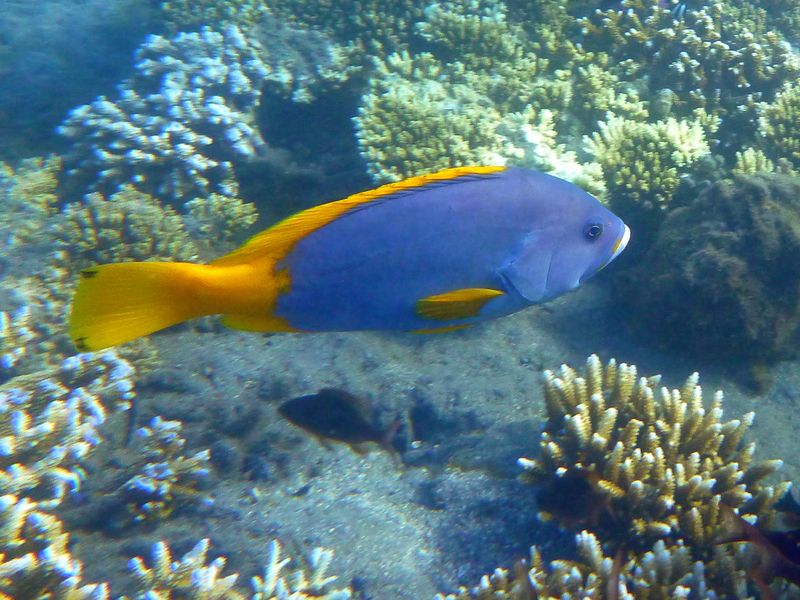 Epinephelus flavocaeruleus juvénile - blue-and-yellow grouper (Epinephelus flavocaeruleus).JPG