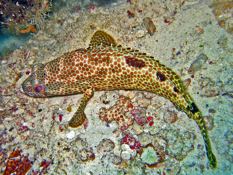 Serranidae - Epinephelus spilotoceps - foursaddle grouper (Epinephelus spilotoceps).jpg